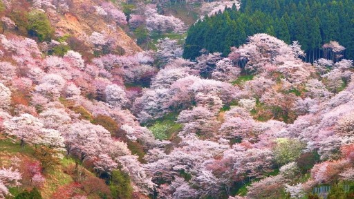 【関西】三万本の桜が密集している吉野山