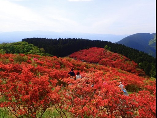 奈良 5 15 土 大和葛城山の百万本のツツジが見たい 登山仲間 相乗りのマッチングサービスyamarii ヤマリー